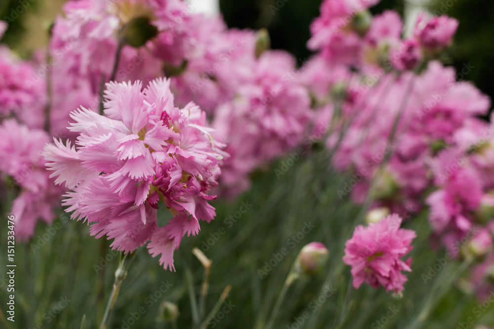 Dianthus Dianthus