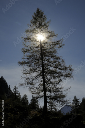 Lärche im Gegenlicht photo