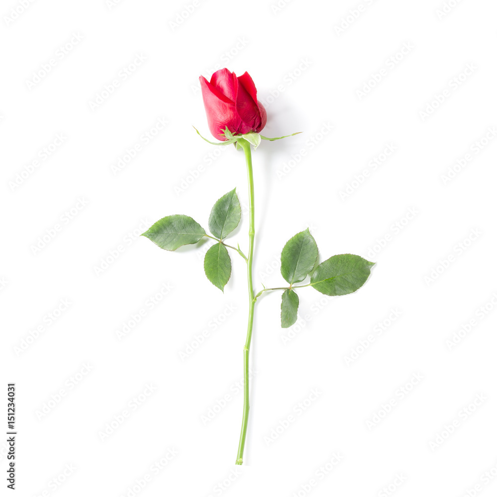 Red roses isolated on a white background