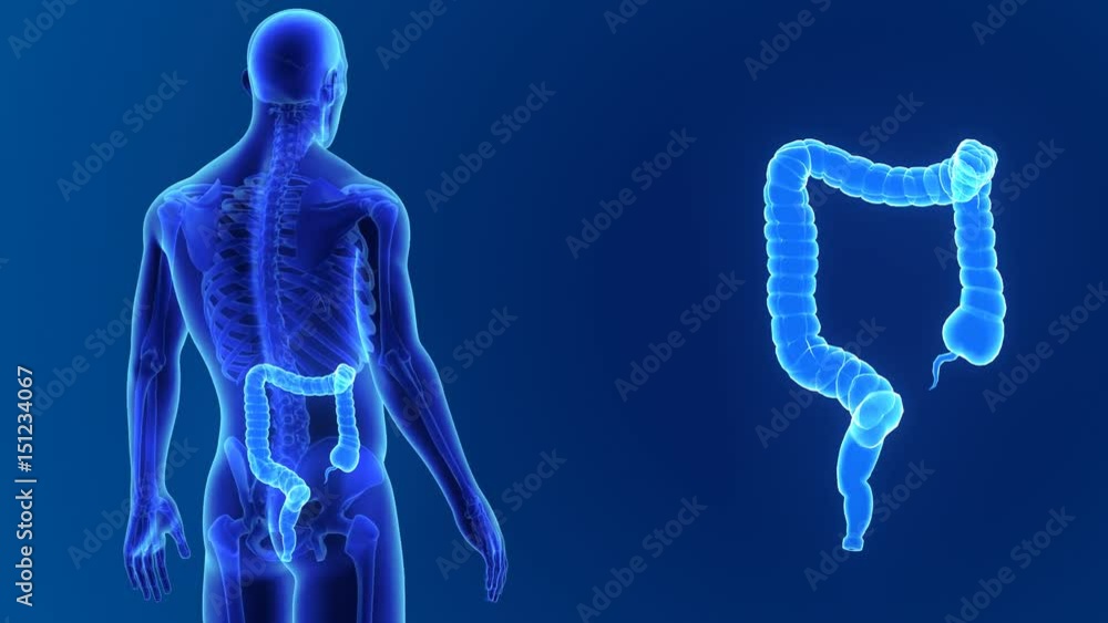 Large intestine zoom with skeleton Large intestine zoom with skeleton