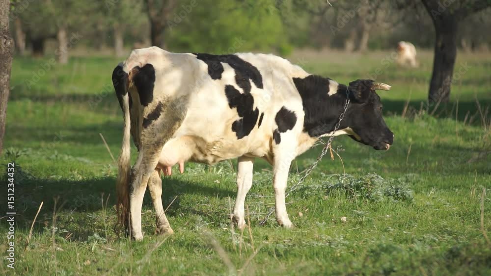 Young Calf in the Meadow Grazing Black and White Cow in Summer Landscape Young Calf in the Meadow Grazing Black and White Cow in Summer Landscape