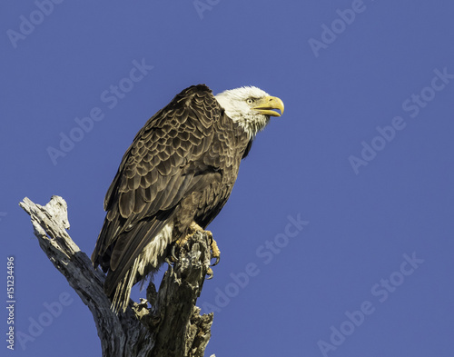 Eagle Chirpping © Tony