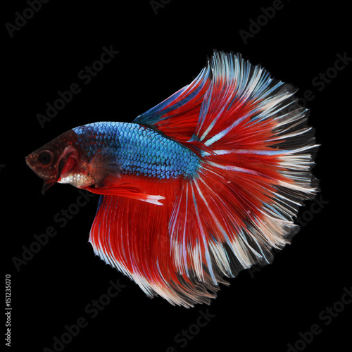 Halfmoon Betta on black background. Beautiful fish. Swimming flutter tail flutter.