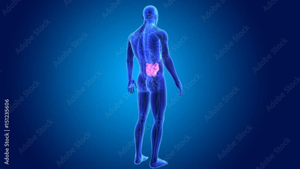 Small intestine with anatomy Small intestine with anatomy