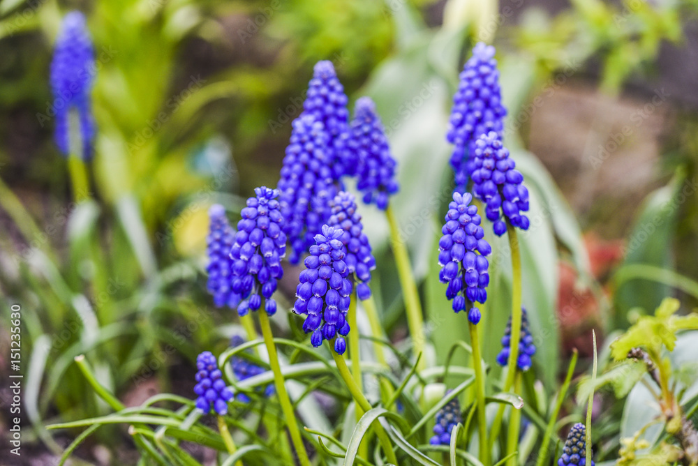 Muscari flower blooming in a garden, spring time. Muscari flower blooming in a garden, spring time.
