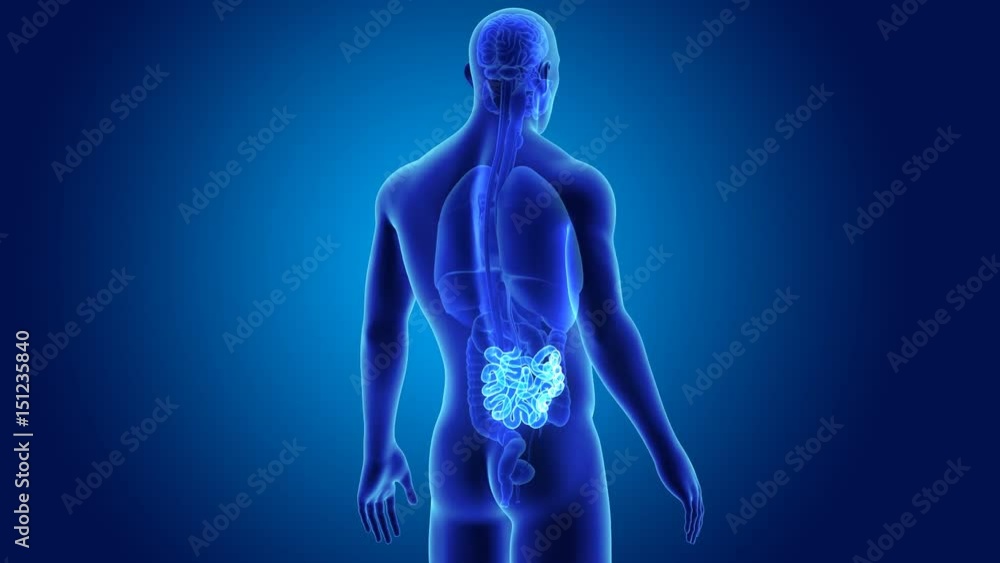Small intestine with organs Small intestine with organs