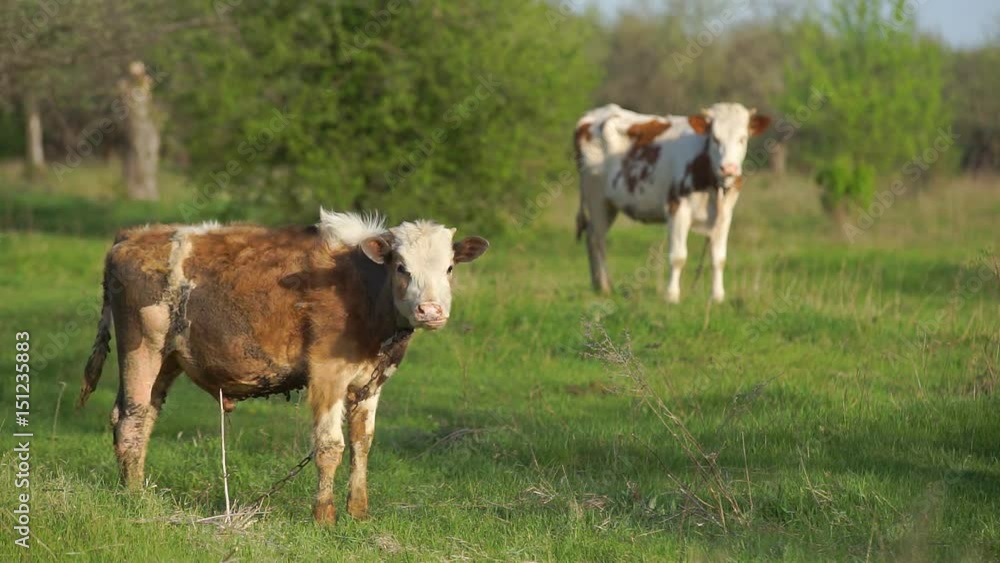 Young Calf in the Meadow Grazing Black and White Cow in Summer Landscape Young Calf in the Meadow Grazing Black and White Cow in Summer Landscape
