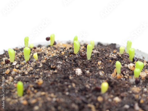 Close-up Green seedlings