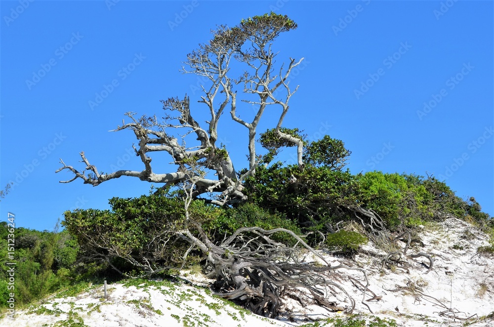 Centenary fig tree on the lighthouse beach in Arraial do Cabo, Brazil