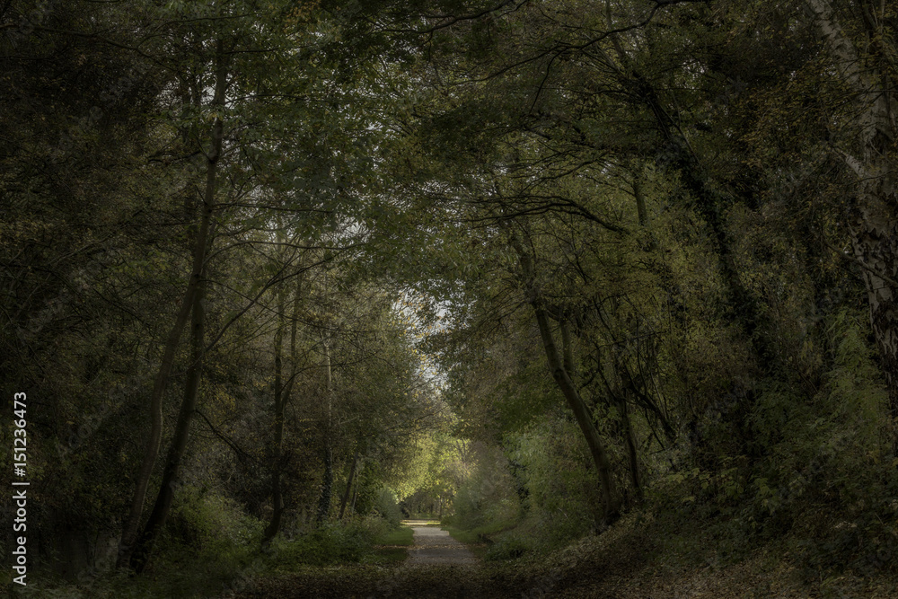 Obraz premium Nutbrook trail