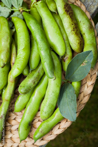 Tableau sur toile Karmazyn Broad Beans