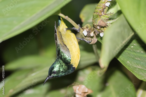 Green-headed Sunbird (Cyanomitra verticalis) Hanging Upside Down on a Branch in Northern Tanzania photo