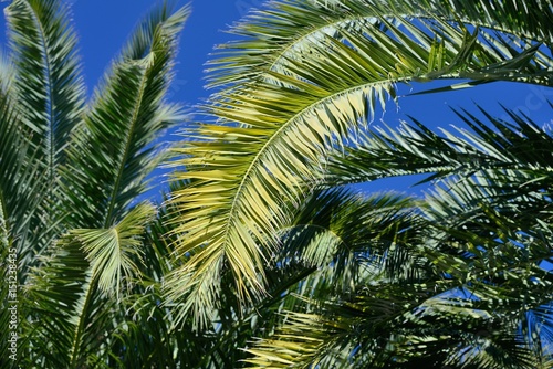 palm tree against the blue sky