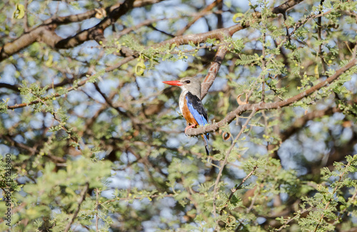 Gray-headed Kingfisher (Halcyon leucocephala) Perched in a Tree in Northern Tanzania