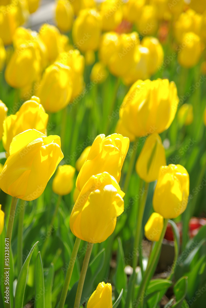 Tulipes jaunes au printemps au lever du soleil Tulipes jaunes au printemps au lever du soleil
