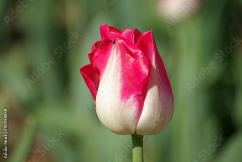 Tulipe rose et blanc au printemps au jardin