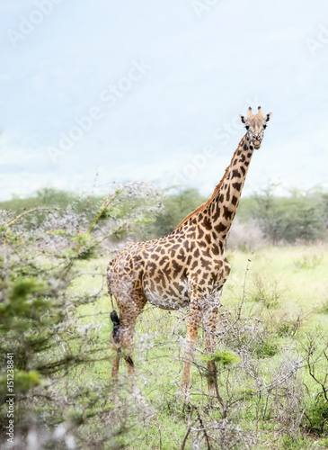 Masai Giraffe (Giraffa tippelskirchi) in Northern Tanzania