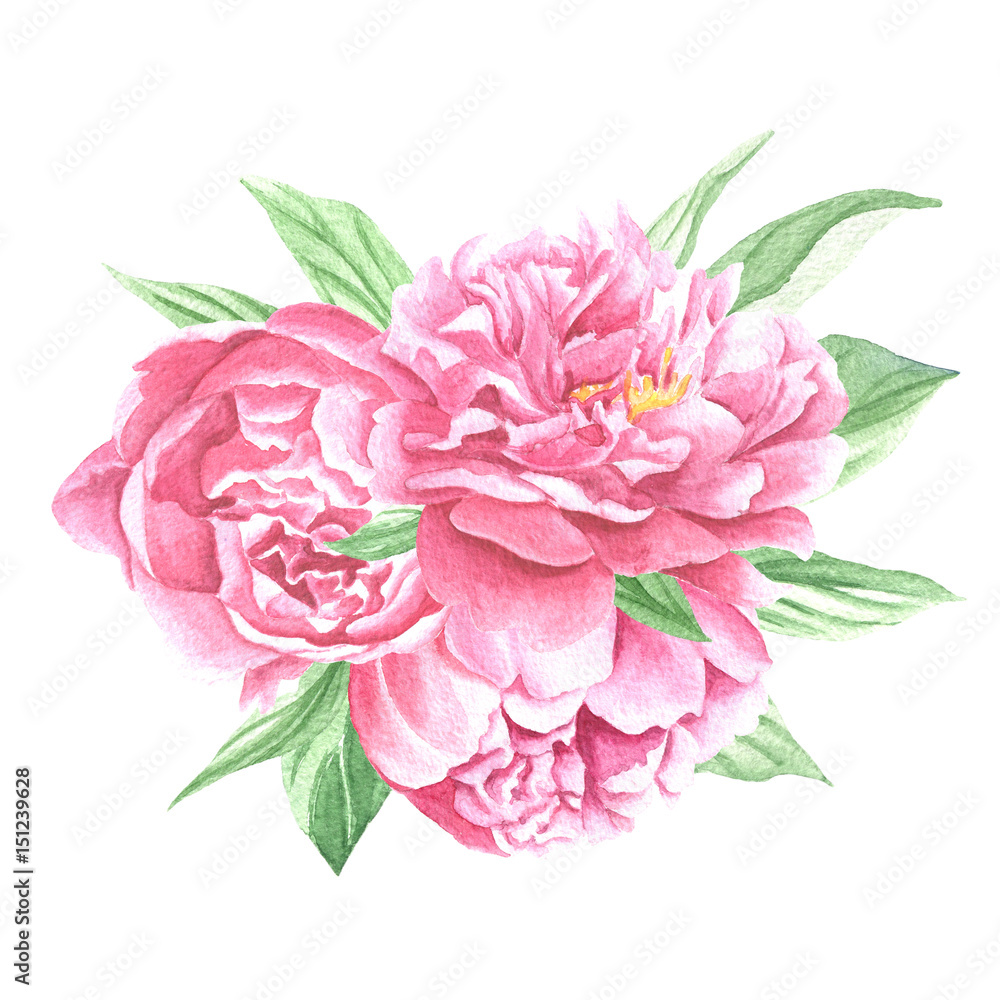 Watercolor peonies centerpiece bouquet, hand drawn flowers with green leaves isolated on white background. Floral art design.