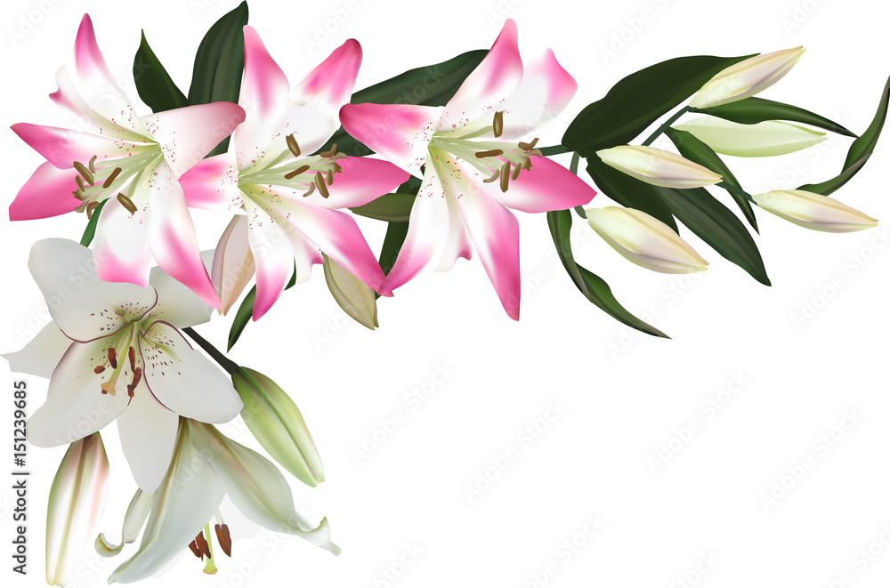 isolated corner from pink and white lilies