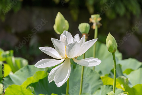 The Lotus Flower.Background is the lotus leaf and lotus flower and lotus bud and Stone wall.