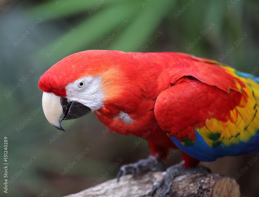 Fototapeta premium Scarlet Red Macaw on a trunk