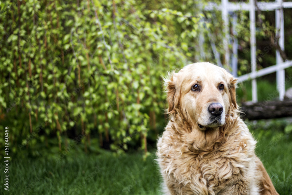 old golden retriever dog