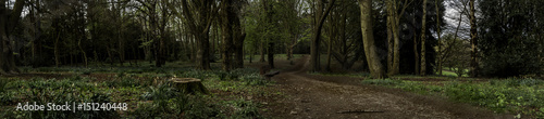 woodland