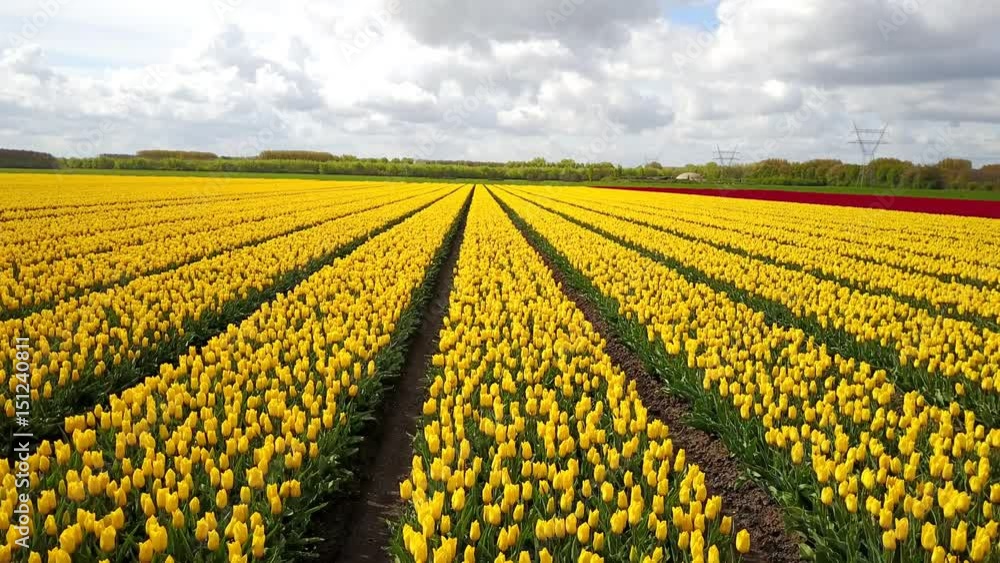 Aerial of Blossoming yellow tulip fields in a Dutch landscape in the Netherlands Aerial of Blossoming yellow tulip fields in a Dutch landscape in the Netherlands