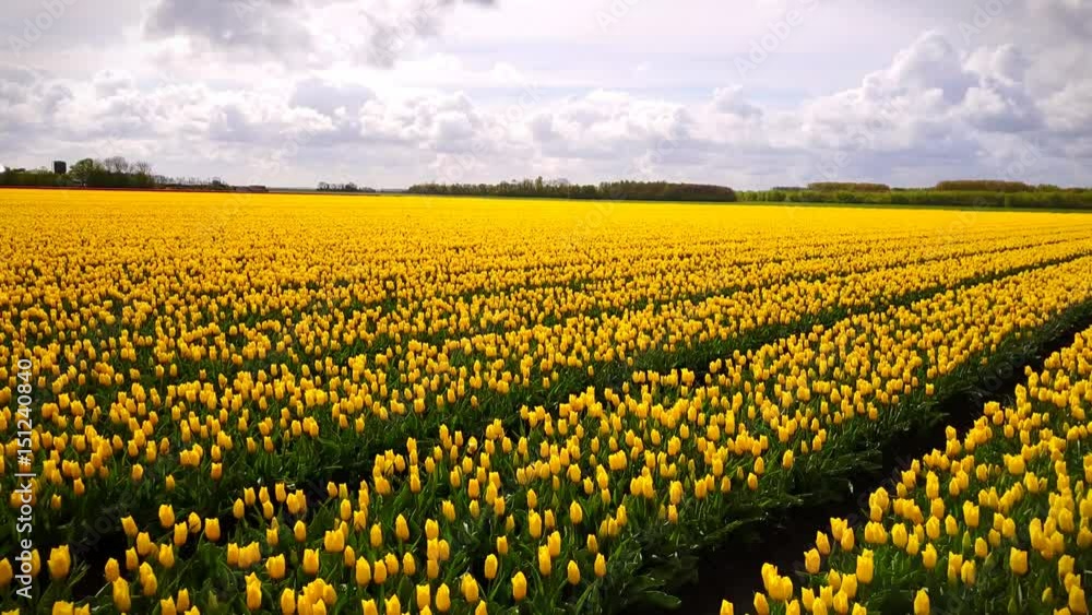 Aerial of Blossoming yellow tulip fields in a Dutch landscape in the Netherlands Aerial of Blossoming yellow tulip fields in a Dutch landscape in the Netherlands