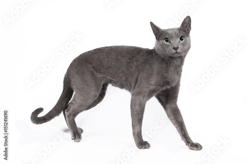 Russian blue cat on a white background