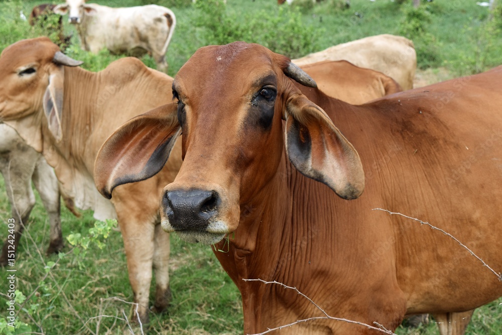 Closeup of brown cow with long ears in a meadow,Thailand
