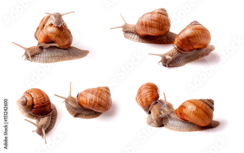 live snail crawling on white background close-up macro. Set or collection