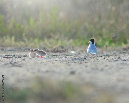 Little tern Sternula albifrons with Two baby birds in the midow