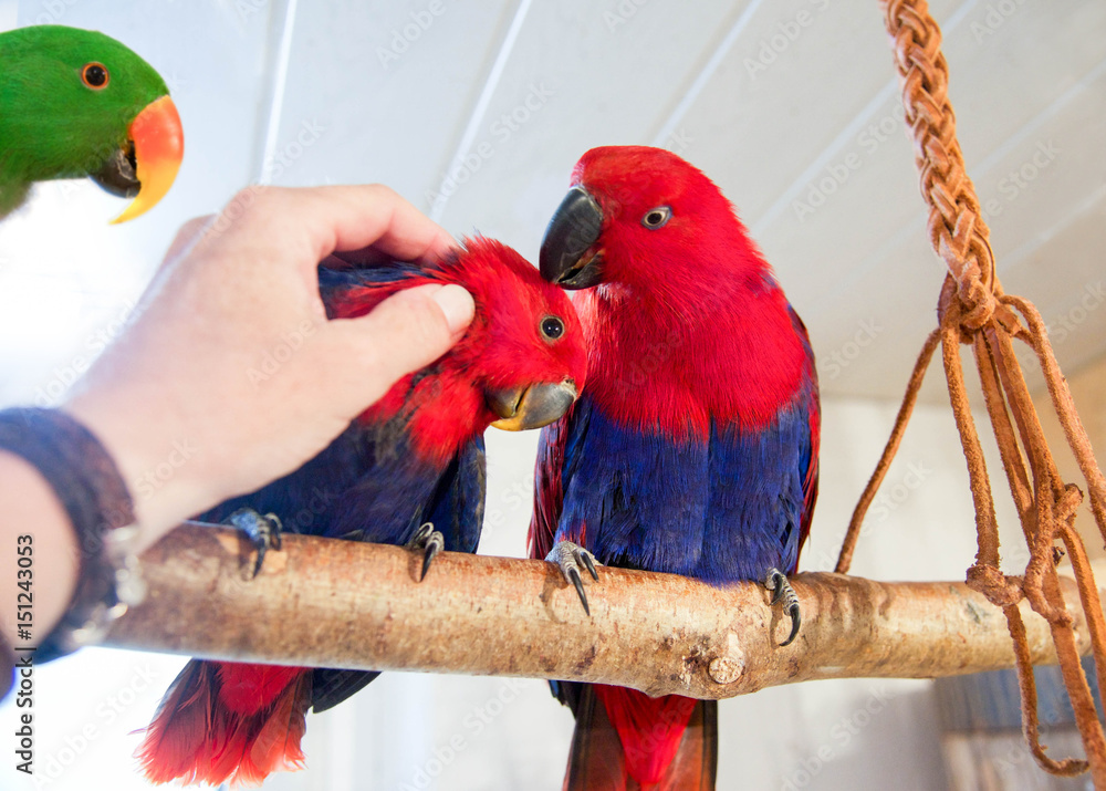 Obraz premium Edelpapagei Familie mit kraulender Hand