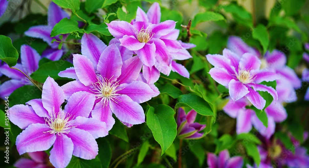 Pink and purple single clematis flower on the vine Pink and purple single clematis flower on the vine
