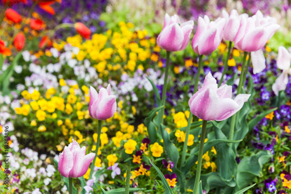 Obraz premium Colorful decorative flowers, flowerbed