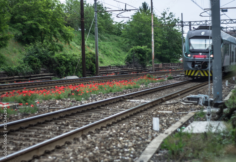 Obraz premium Red poppies bloom on railroad tracks in summer