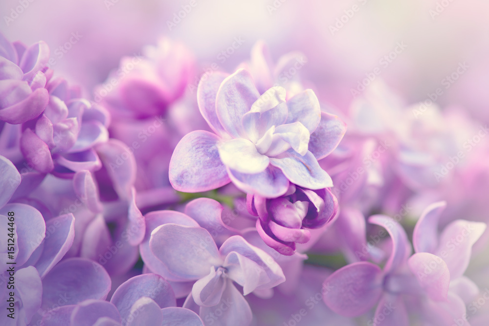 Lilac flowers bunch violet art design background - obrazy, fototapety, plakaty 