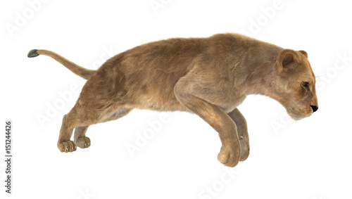 3D Rendering Female Lion on White