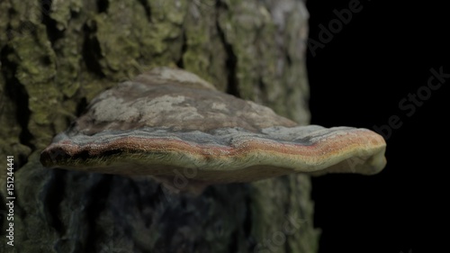 fungus Fomitopsis pinicola on a dead tree in the woods 3d illustration