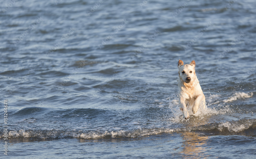 Golden retriever running through the sea. Golden retriever running through the sea.