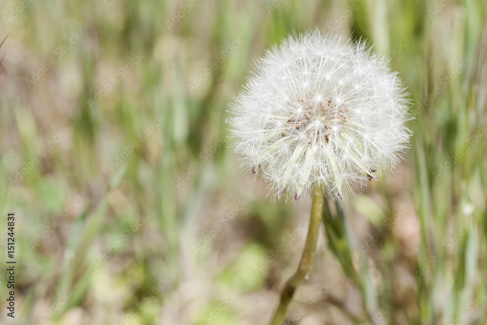 Fototapeta premium Taraxacum officinale commonly known as dandelion.