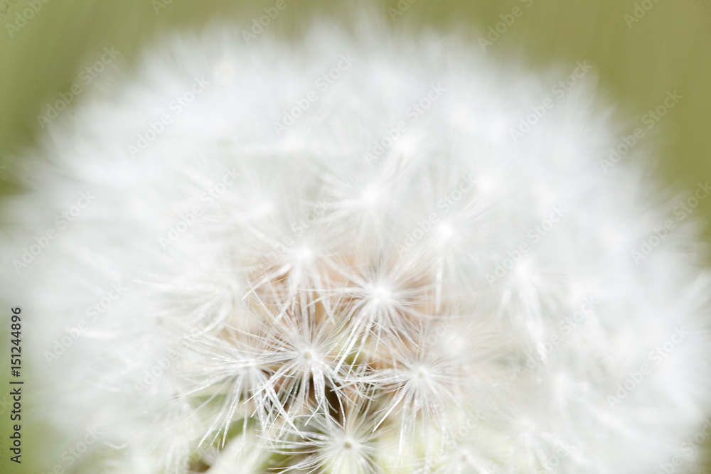 Taraxacum officinale commonly known as dandelion.