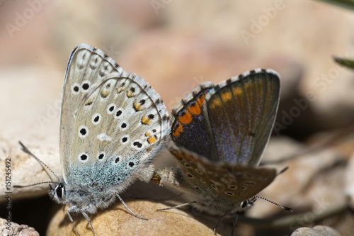 Couple of Common blue butterflies copulating in spring.