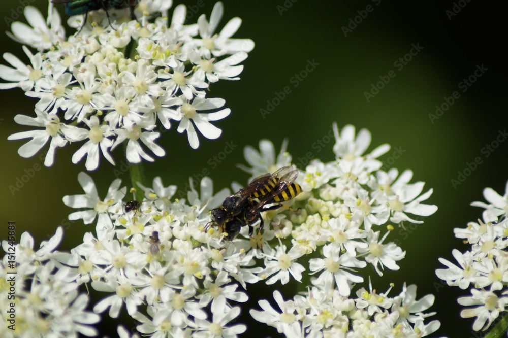 Wespen, wilde Möhre, weisse Blüten, Paarung Wespen, wilde Möhre, weisse Blüten, Paarung