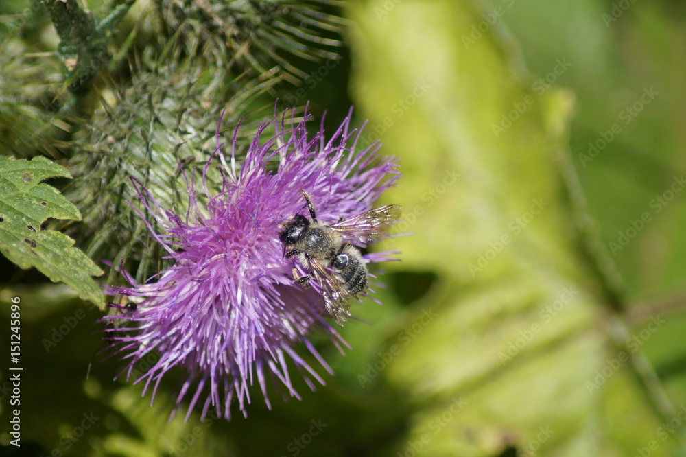 Wildbiene, Biene, graue Biene, Distel,violett, lila Wildbiene, Biene, graue Biene, Distel,violett, lila