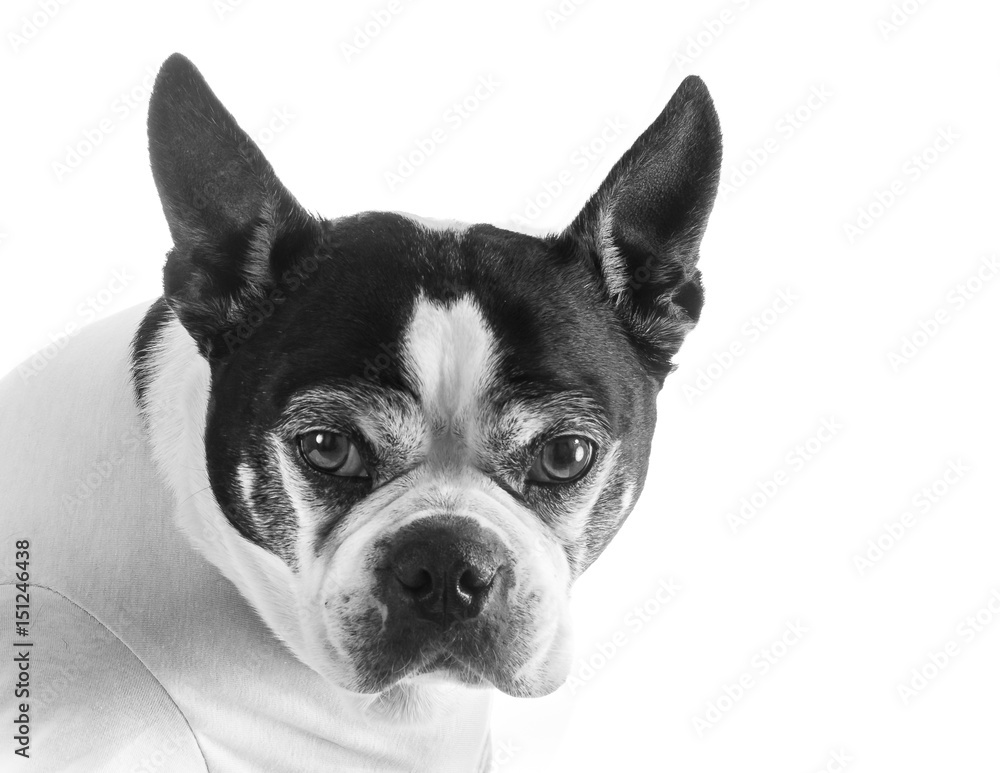Boston terrier in front of a white backdrop