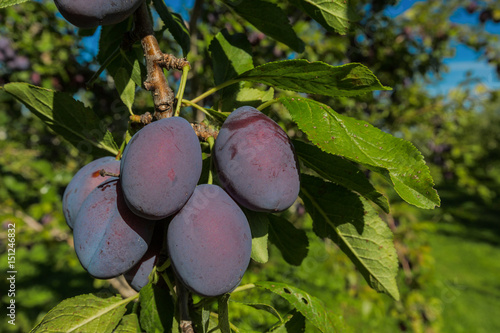 Ripe plums in the farm orchard.
