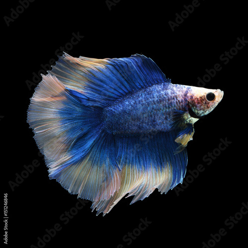 Doubletail Betta on black background. Beautiful fish. Swimming flutter tail flutter.