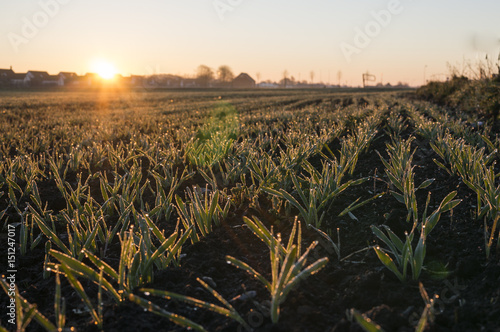 Fotografie Morning